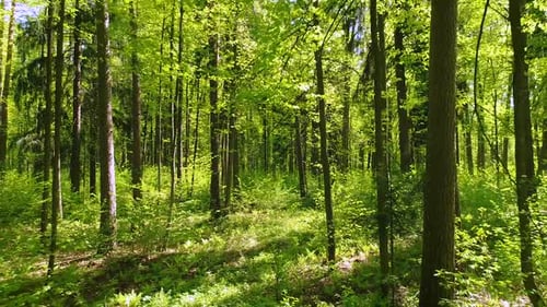 Flying Between the Trees in the Spring Forest