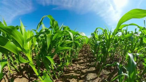 Lush Green Cornfield on a Sunny Day