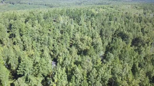 Aerial Drone Shot Over the North European Forest
