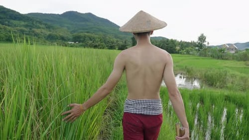 Shirtless Man Walks Through Rice Field