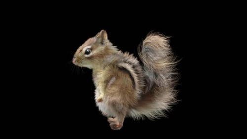 Chipmunk: Tanzen HD