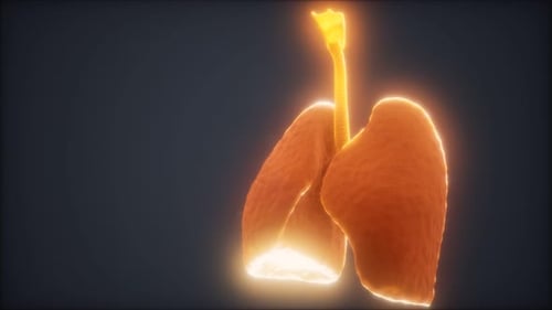 3d Animation of Human Lungs