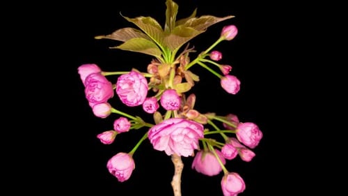Beautiful Pink Flowers Blooming on Black Background