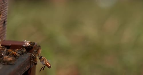 European Honey Bee, apis mellifera, Bees standing at the Entrance of The Hive, Male in Flight