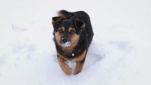 Dog Playing in the Snow During Winter
