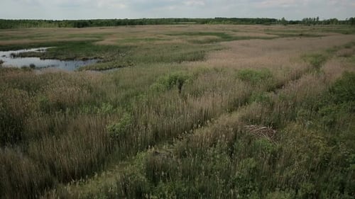 Aerial View of Bog Lands with White Herons Nesting Place
