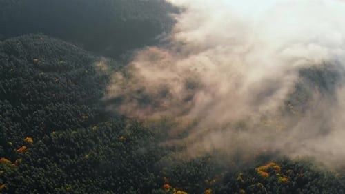 Luftaufnahme: Erstaunlicher dichter Morgennebel, der Berge, Gewürz- und Fichtenwälder bedeckt