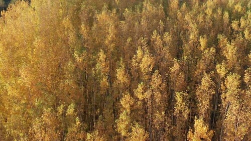 Yellow forest - leaves on deciduous trees in autumn. Top down aerial view of the foliage