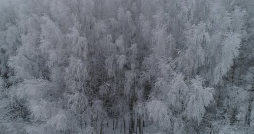 Winterlandschaft mit Wald