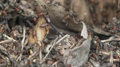 Anthill mit Ameisen