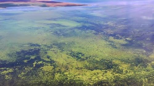 Beautiful flight in summer over a green lake. Green algae. Salt Lake.