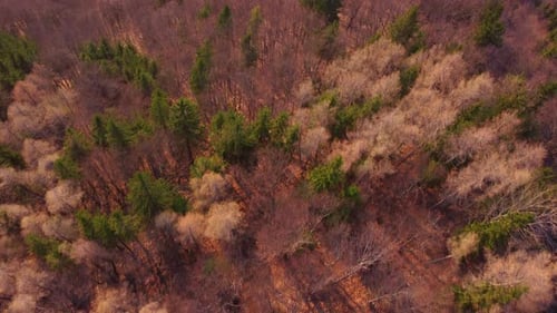 Aerial shot. Spring forest in the beautiful warm colors of the morning sun.Spruces, oaks, beeches