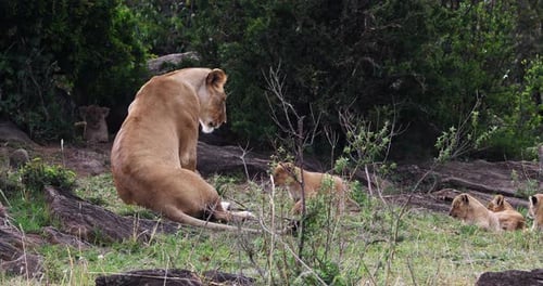 Afrikanischer Löwe, Panthera-Löwe, Mutter und Junge, Masai Mara Park in Kenia, Echtzeit 4K