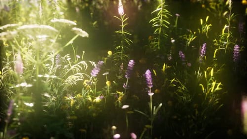 Wild Flowers in the Field