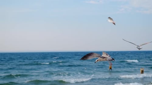 Seagulls and Albatrosses Soar in the Sky in Slow Motion Over the Ocean Coast Close Up Video of the