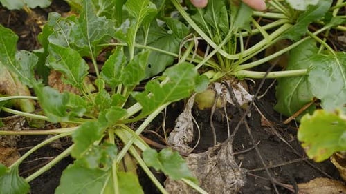 Nicht wiederzuerkennende Farmer's Hand kariert rote Rüben für reife