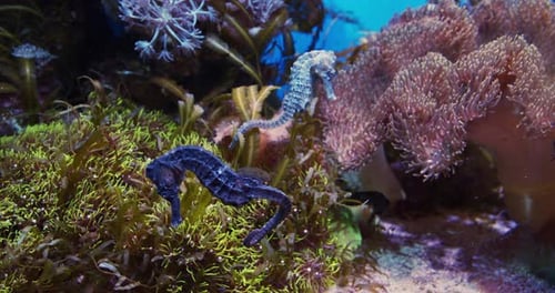Blue Seahorses Swimming In Aquarium