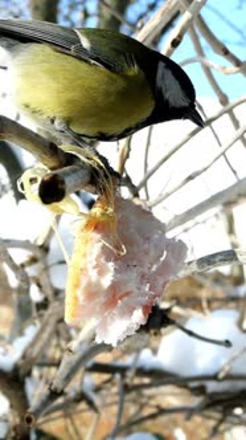 Hungry Birds Kohlmeise oder Parus Major picken Schmalz, das an einem Ast hängt