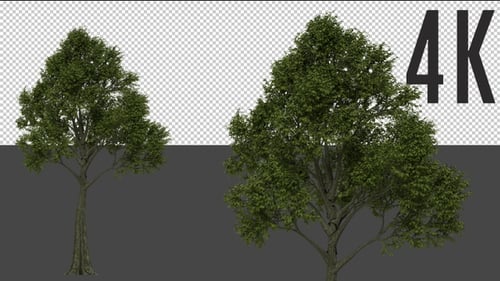 Animated Green Tree with Swaying Leaves