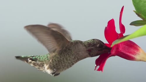 Hummingbird Feeding Slow Motion.