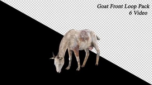 Front View Goat Loop Pack