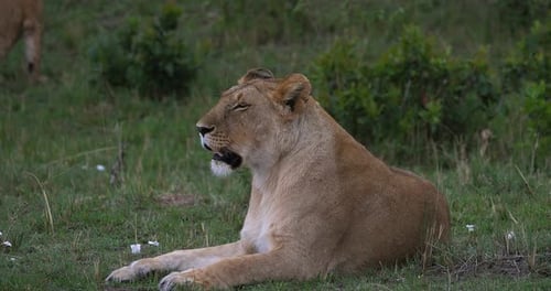 Afrikanischer Löwe, Panthera-Löwe, weibliches Gähnen, Masai Mara Park in Kenia, Echtzeit 4K