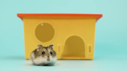 Cute Hamster Walks Around in Front of House