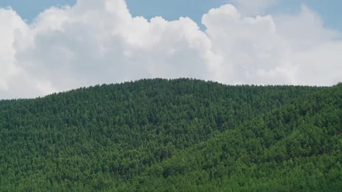 Colinas 8K cubiertas de bosques de pinos