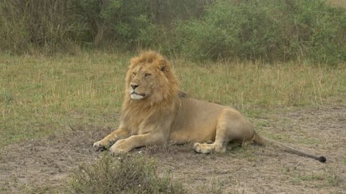 Magnificent Lion Resting in African Savanna