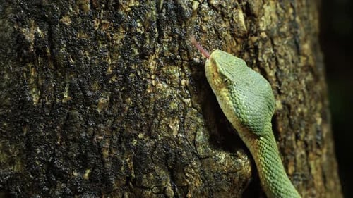 Green Snake Climbing a Tree Trunk Close Up