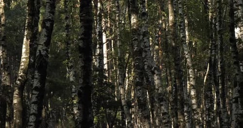 Birch forest near Le Plan de Monfort, the Cevennes National park, Lozere department, France