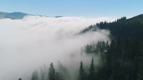 Forêt dans les nuages