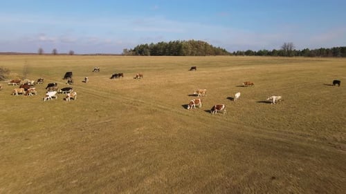 Drohnenaufnahme aus der Luft, die über Feld und Herde weidender Kühe fliegt