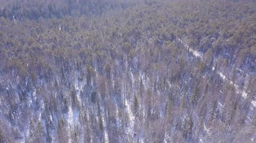 Top view of dense pine forest in winter
