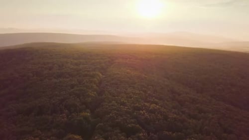Reveal From Golden Light in Forest to Sunny Landscape in Summer Evening Sunset Nature