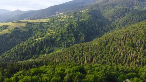 Wunderschöne Waldaufnahmen