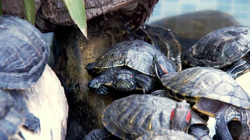 Tierische Reptilien-Wasserschildkröte in einem Wasserbecken