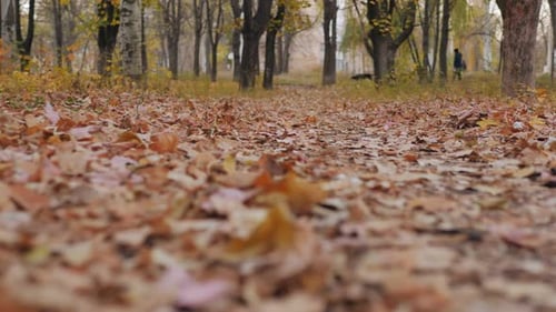 Closeup of the Camera Movement Along the Autumn Path in the Park