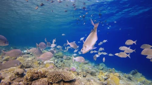 Shoal of Fish Swimming Near Coral Reef