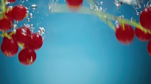 Red Currants Dropping Into Water for Clean Eating