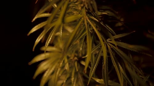 Cannabis Plant Leaves Illuminated in Dark Background