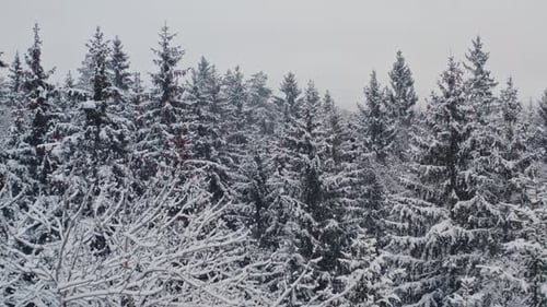 Aerial Top View Beautiful Winter Forest. Spruce and Pine Frosty Trees Covered with Snow. Winter