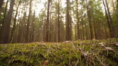 Nahaufnahme der Aufnahme entlang eines umgestürzten Baumes, der im Frühjahr auf dem Waldboden liegt