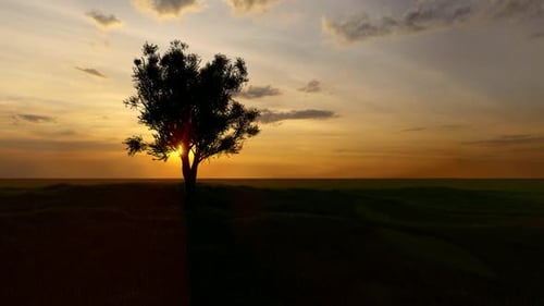 Sunset and Tree View