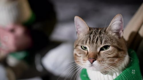 Cute Cat Wearing Knitted Christmas Clothes Looking To Camera