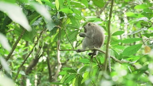 Monkeys in the Forest in Bali