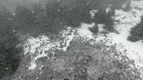 Les premières neiges commencent à recouvrir le sol de la forêt