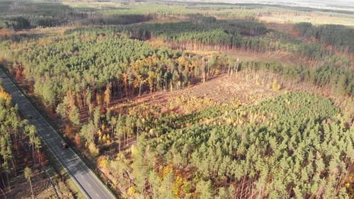 Forest at autumn
