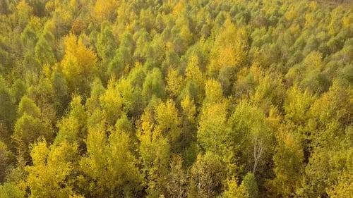 Autumn Forest with Bright Orange and Yellow Leaves