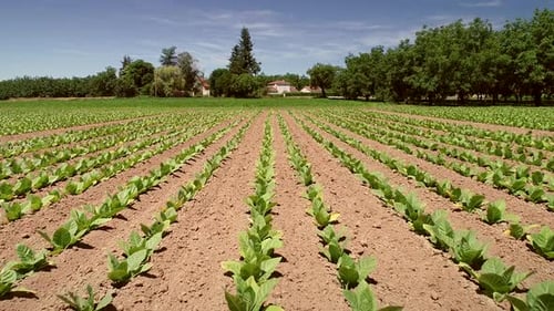 Aerial view of tobacco agriculture in Correze, France.